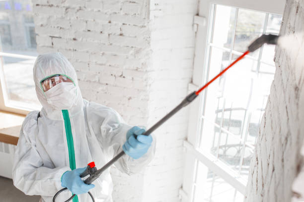 Best Black Mold Removal  in Fort Lauderdale, FL