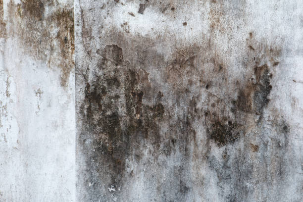Best Environmental Consulting for Mold Prevention  in Fort Lauderdale, FL