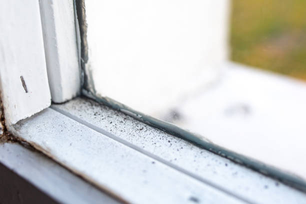 Mold Remediation for Rental Properties in Fort Lauderdale, FL
