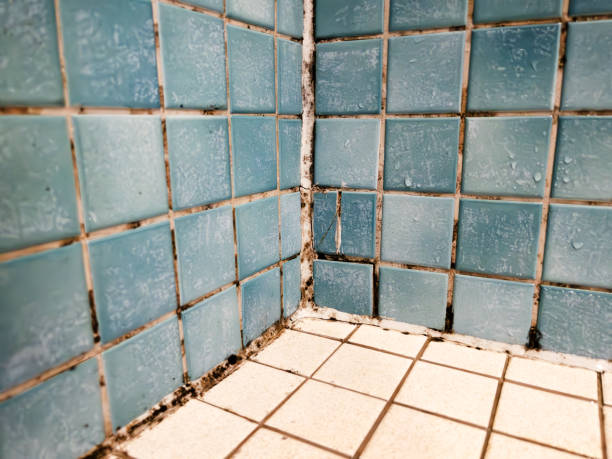 Best Air Quality Testing for Mold Spores  in Fort Lauderdale, FL