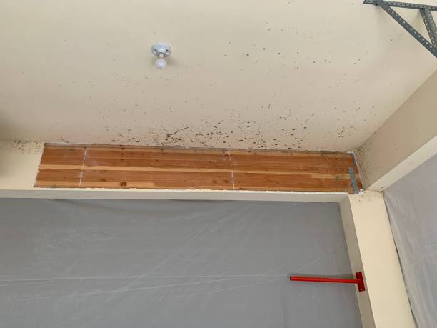 Best Asbestos and Lead Testing During Mold Inspection  in Fort Lauderdale, FL