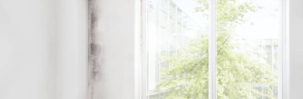 Best Mold Remediation for Healthcare Facilities  in Fort Lauderdale, FL
